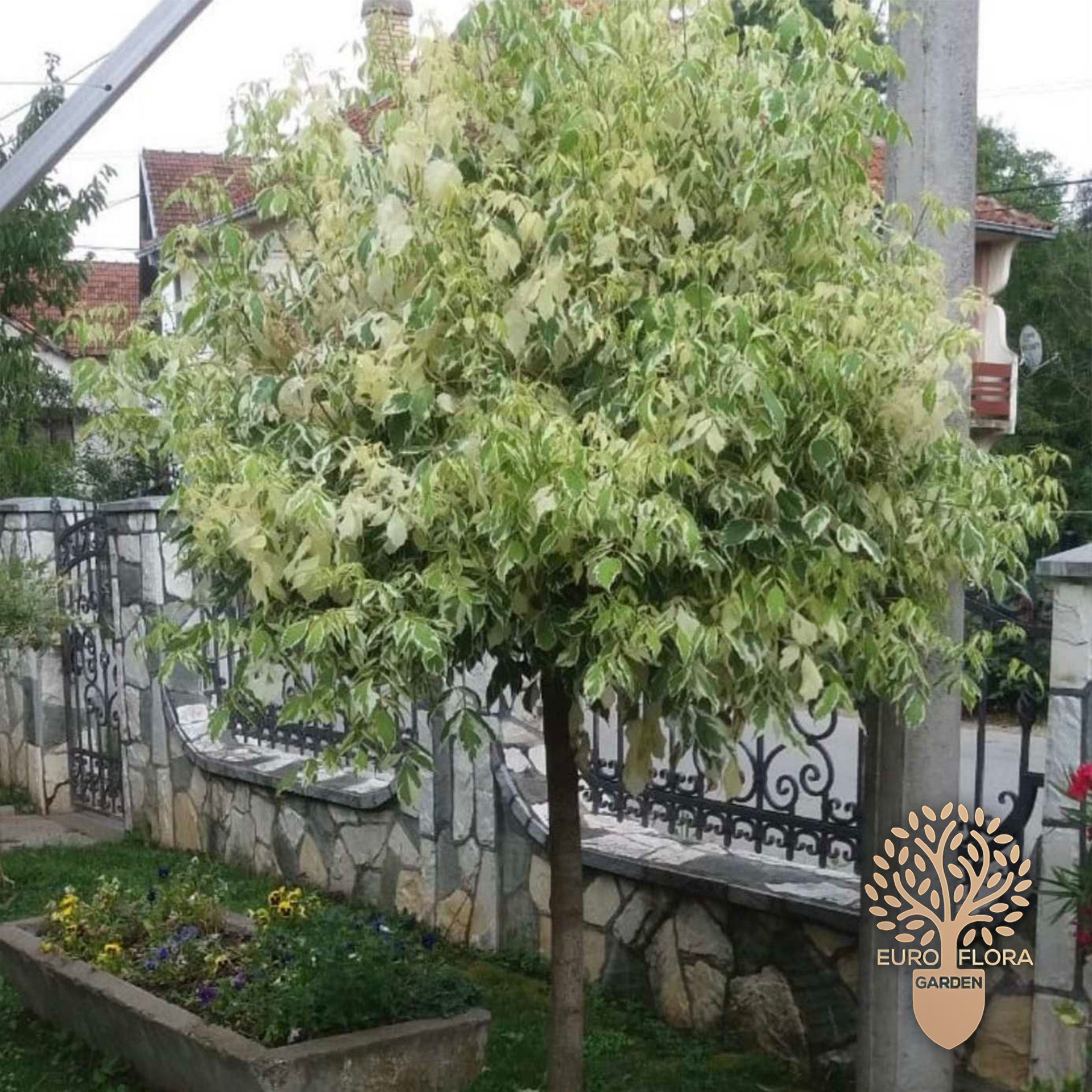 Šarenolisni javor (Acer negundo ‘Variegatum’)