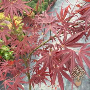 Japanski javor (⁠Acer palmatum Atropurpureum)