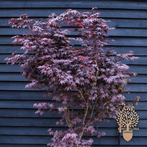Japanski javor (Acer palmatum ‘Bloodgood’)