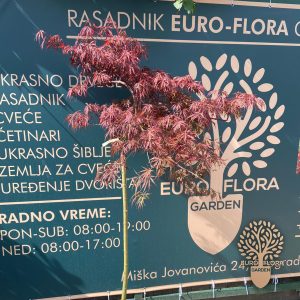 Japanski javor (Acer palmatum Dissectum ‘Garnet’)
