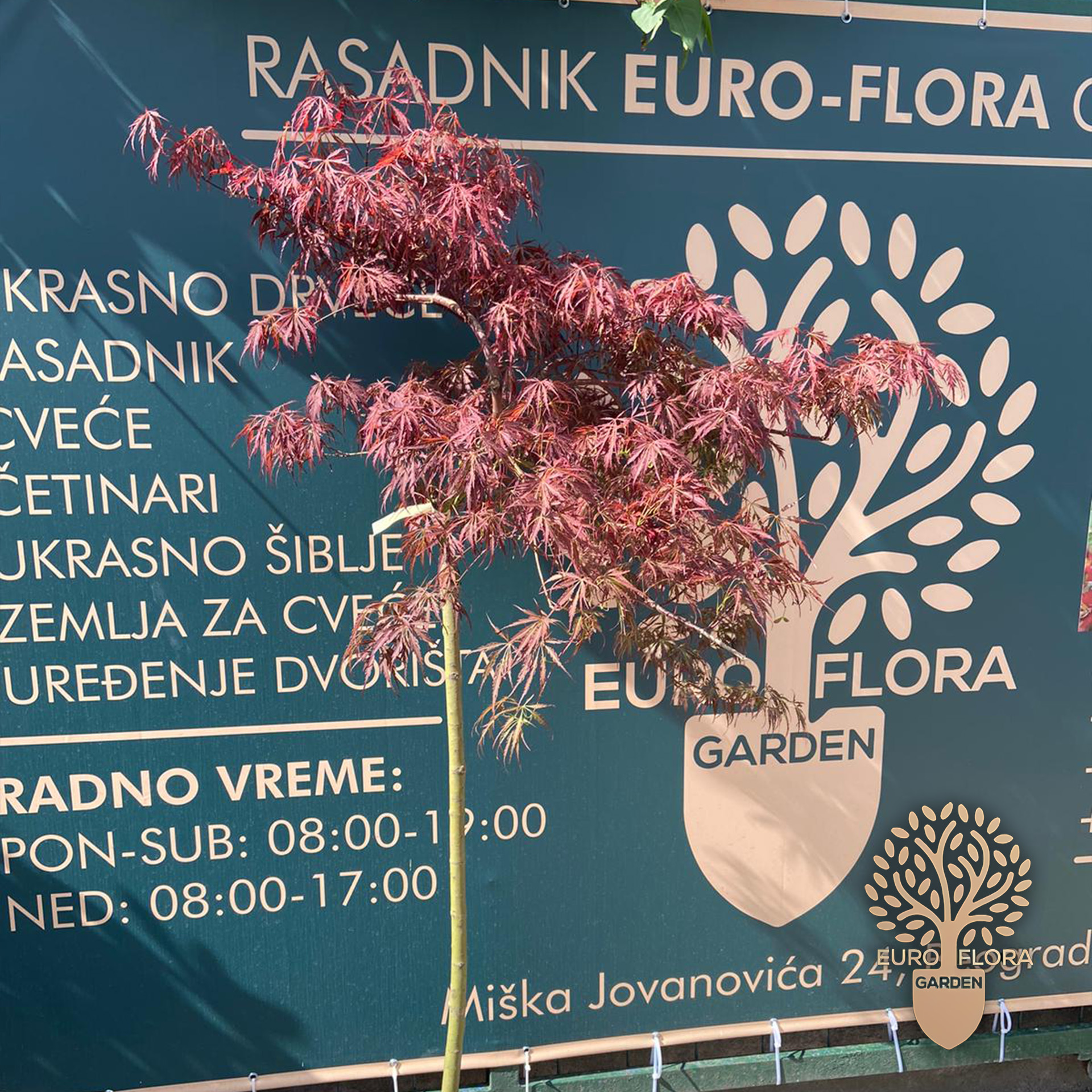 Japanski javor (Acer palmatum Dissectum ‘Garnet’)