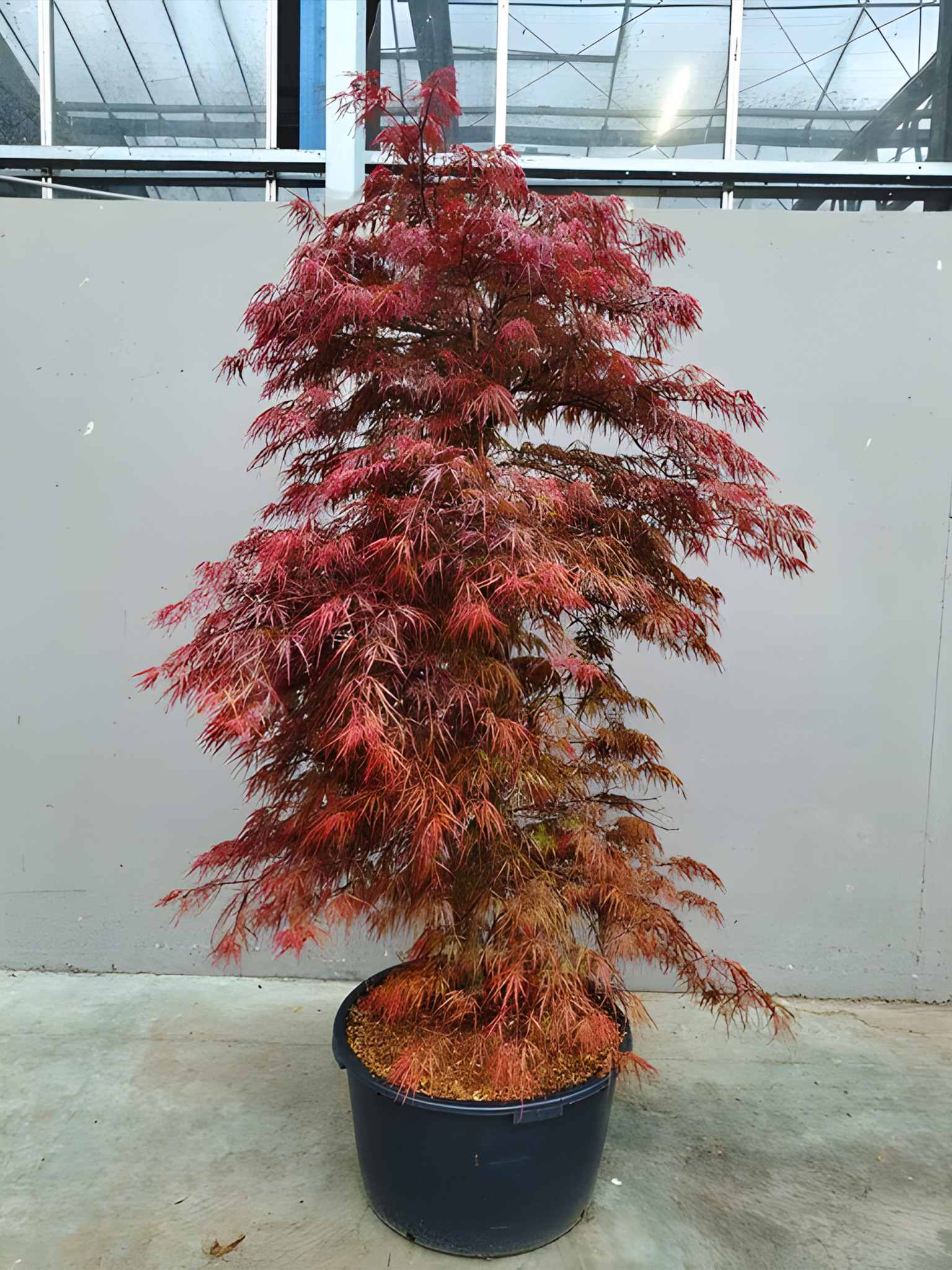 Japanski javor (Acer palmatum Dissectum ‘Garnet’) - Slika 2