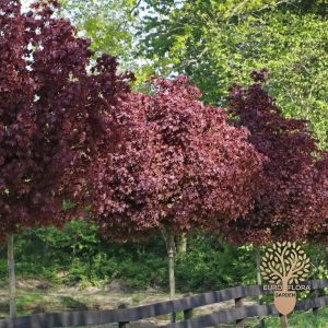 Javor mleč crvenolosni (Acer platanoides ‘Crimson King')