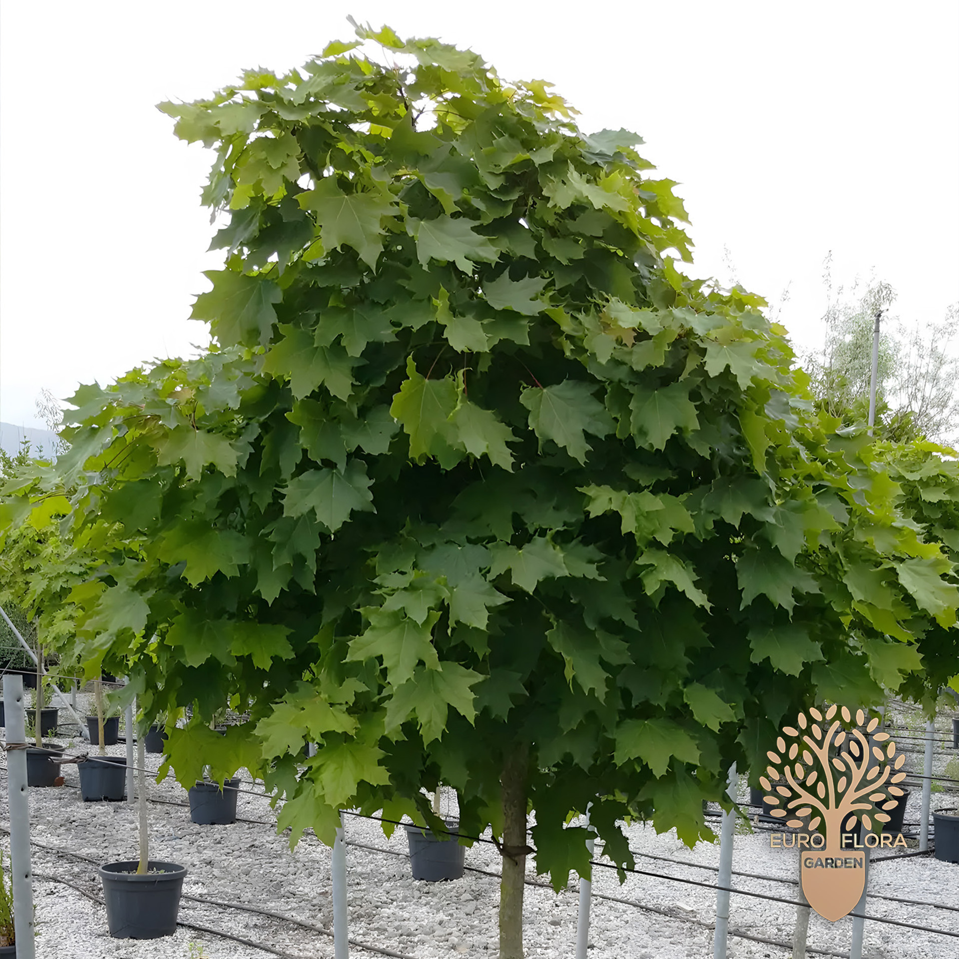 Kuglasti javor (Acer platanoides Globosum)