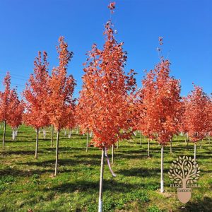Acer x freemanii 'Autumn Blaze'
