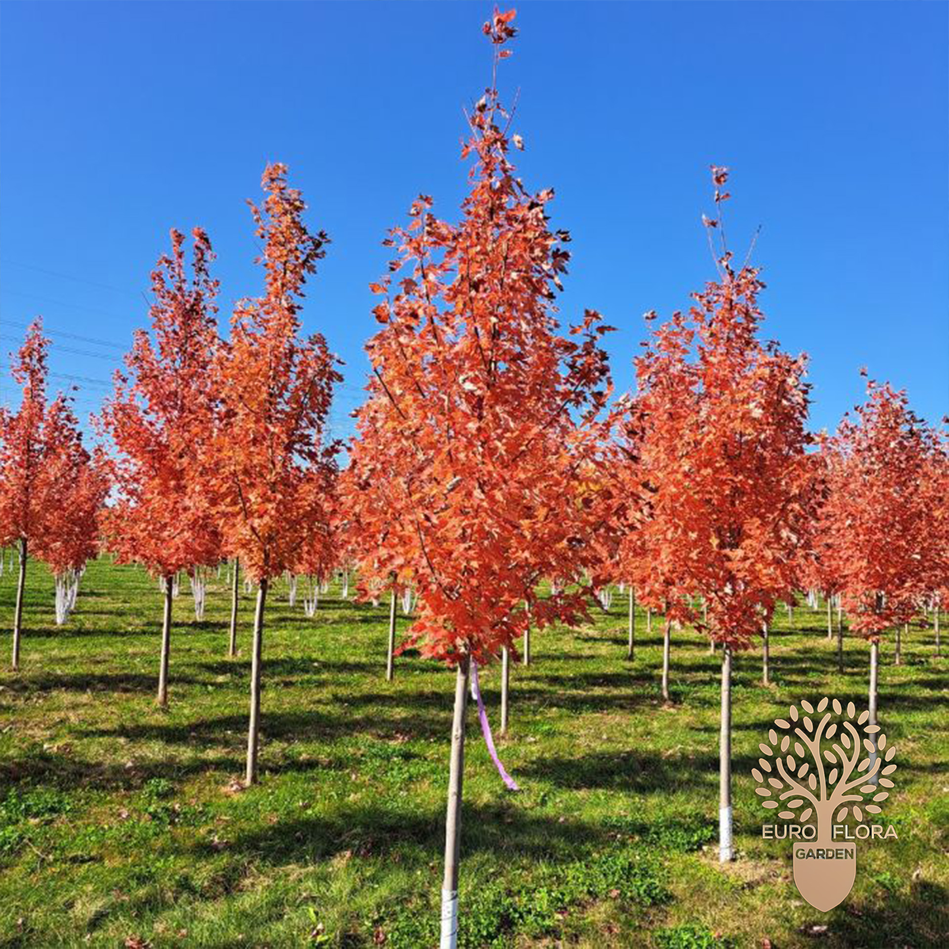 Acer x freemanii 'Autumn Blaze'