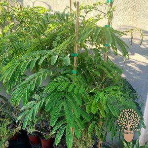 Albicija – Kineska mimosa