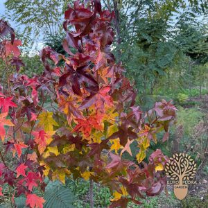 Američki likvidambar