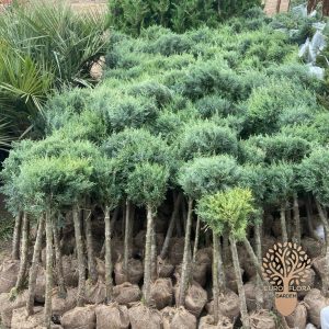 Arizona lopta na stapu