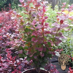 Zeleni berberis (Berberis thunbergia)