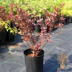 Crveni berberis (Berberis thunbergii Atropurpurea)