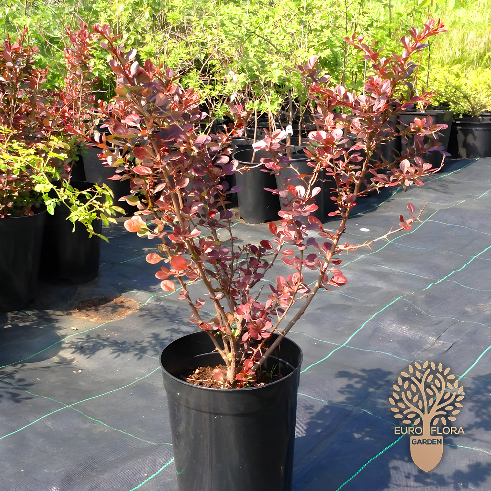 Crveni berberis (Berberis thunbergii Atropurpurea)