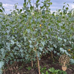 Breza (Betula pendula)