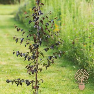 Breza Crvena (Betula pendula ‘Purpurea’)