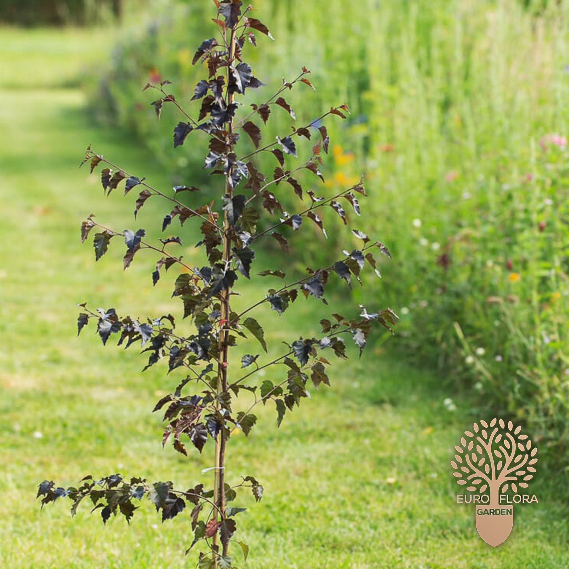 Breza Crvena (Betula pendula ‘Purpurea’)