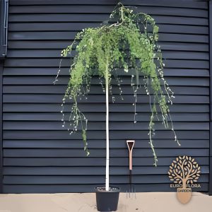 Breza žalosna (padajuća) (⁠Betula pendula 'Youngii')