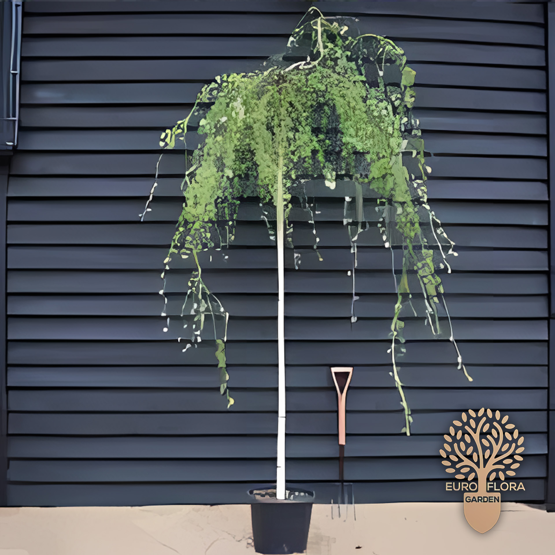 Breza žalosna (padajuća) (Betula pendula 'Youngii')