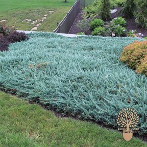 Blue chip (Juniperus horizontalis)