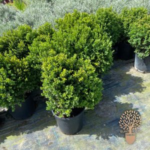 Šimšir (Buxus sempervirens)