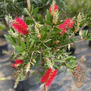Callistemon