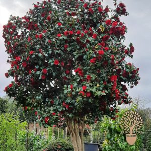 Kamelija (Camellia japonica)