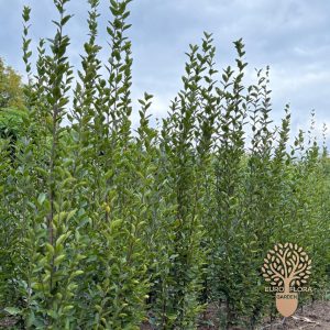 Piramidalni grab (Carpinus betulus ‘Fastigiata’)