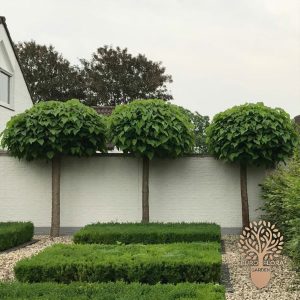 Kuglasta katalpa (Catalpa bignonioides ‘Nana’)