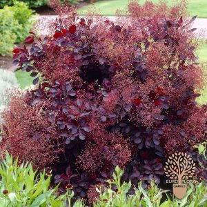 Ljubicasti dimnjak (Cotinus coggyria Royal purple)