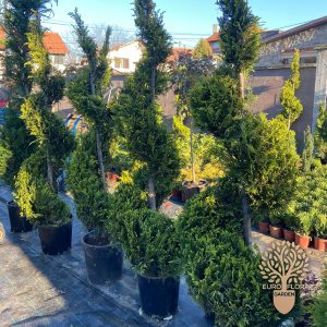 Spirala (Cupressocyparis leylandii ‘Gold Rider’)