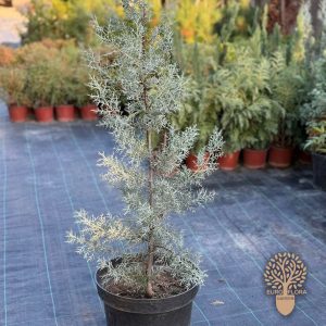 Arizonski cempres (Cupressus arizonica)