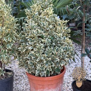 Evonimus žbunasti (⁠Euonymus japonicus ‘Bravo’)