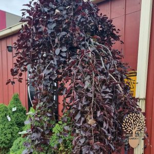 Piramidalna crvenolisna bukva (Fagus sylvatica fastigata ‘Purple’)