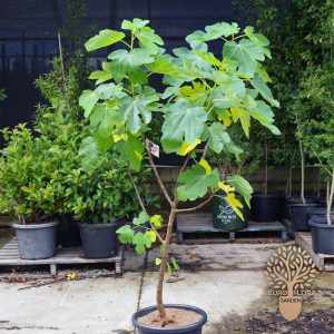 Smokva (Ficus carica)