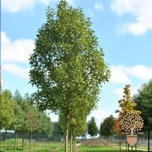 Beli jesen (Fraxinus Excelsior)