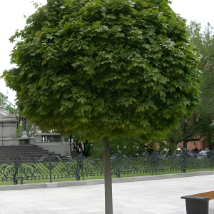 Kuglasti jasen (⁠Fraxinus excelsior ‘Globosa’)