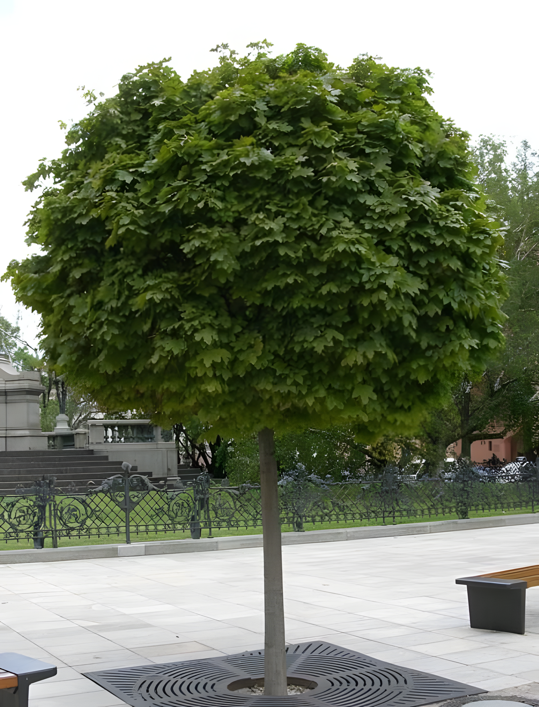 Kuglasti jasen (Fraxinus excelsior ‘Globosa’)