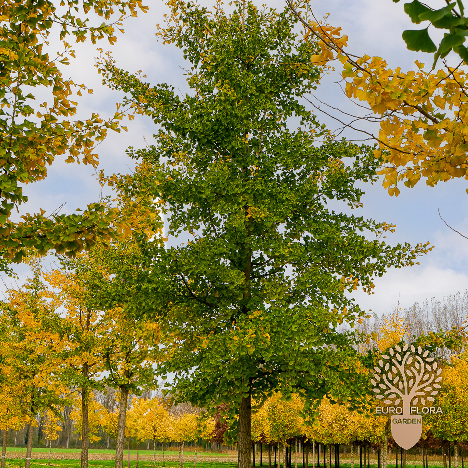 Ginko (Ginkgo biloba)