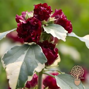 Šarenolisni hibiskus (⁠Hibiskus syriacus 'Variegata')