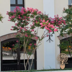 Indijski jorgovan (Lagerstroemia indica)