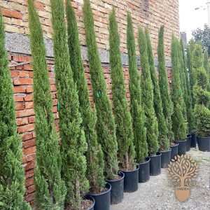 Italijanski čempres 'Totem'