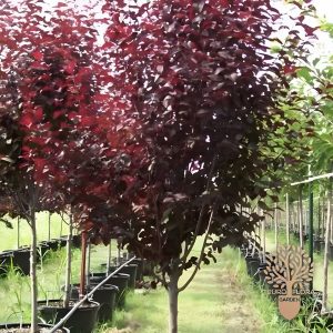 Japanska crvenolisna šljiva