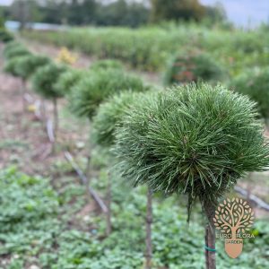 Kalemljeni bor (⁠Pinus Nigra ‘Brepo’)