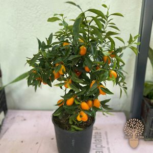 Kumkvat sa plodovima