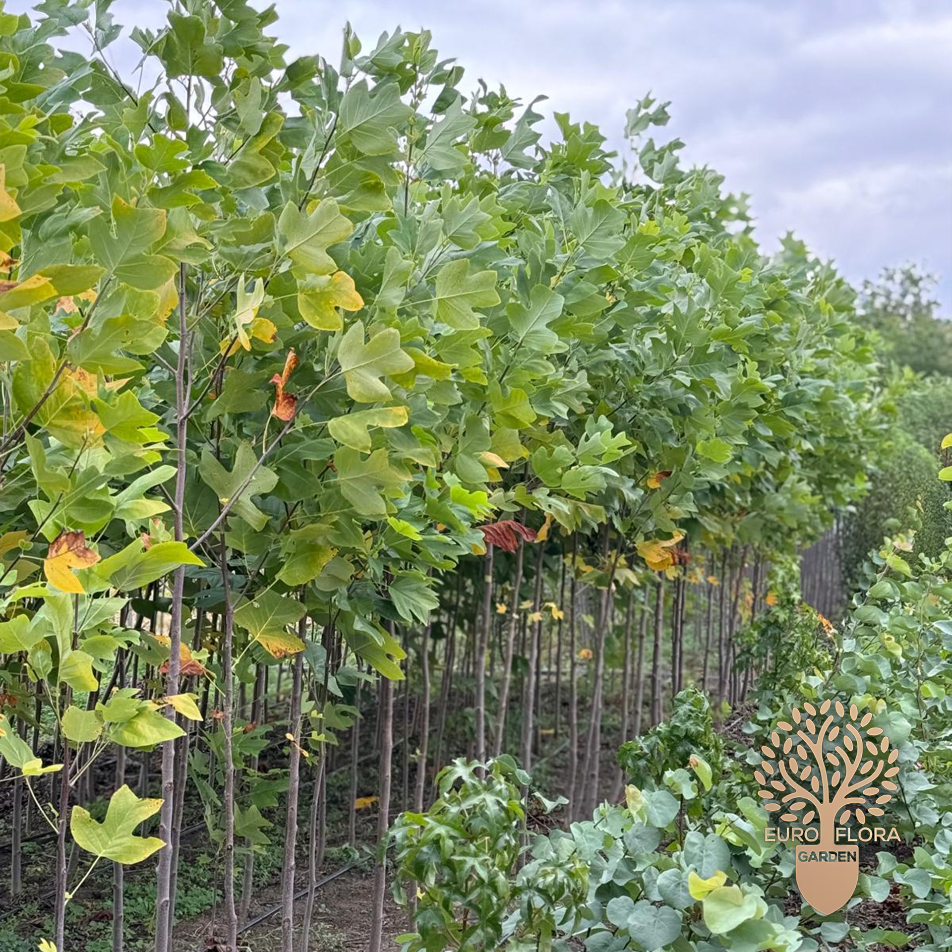 Lalino drvo (Liriodendron)