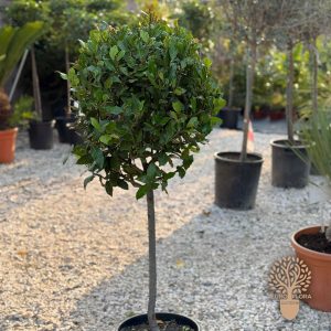 Lovor jestivi na štapu (Laurus nobilis)