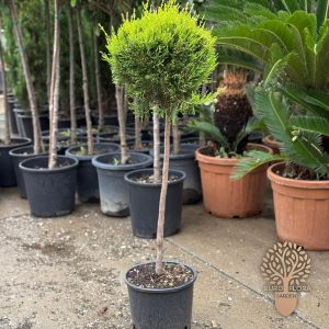 Lejlandi lopta na stapu