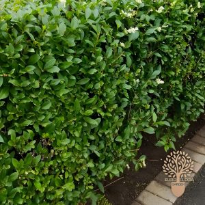 Živa ograda (Ligustrum vulgare)