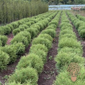 Globoza (loptasta tuja)