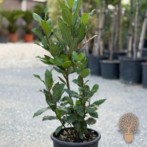 Jestivi lovor- lovorov list