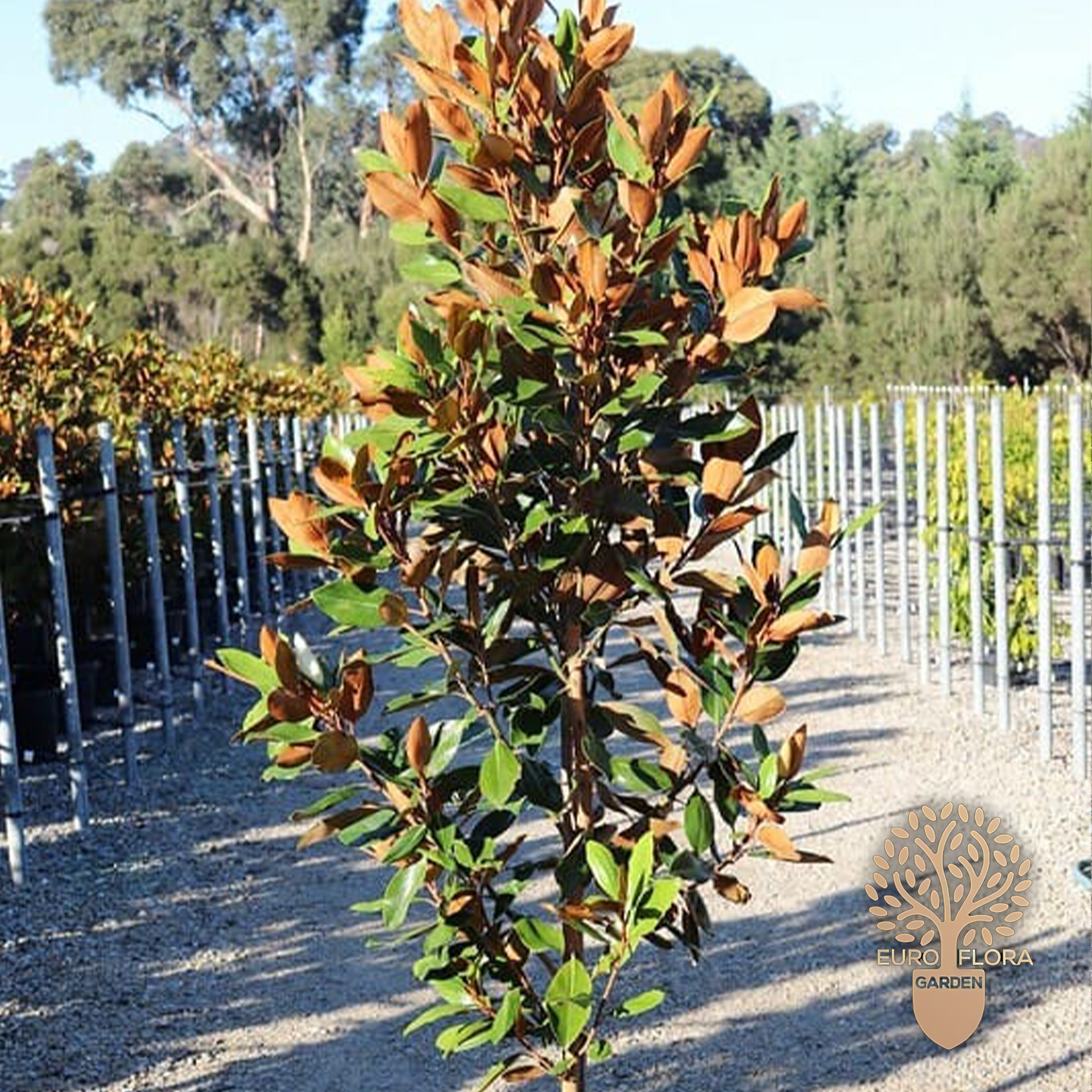 Zimzelena magnolija (Magnolia grandiflora)